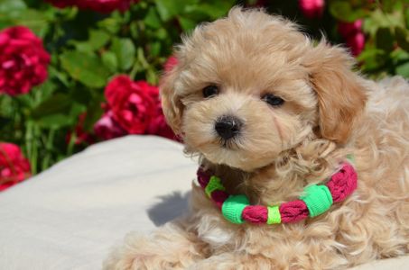 Мальтіпу F1 Maltipoo F1 цуценята 2 місяця