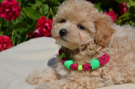 Мальтіпу F1 Maltipoo F1 цуценята 2 місяця