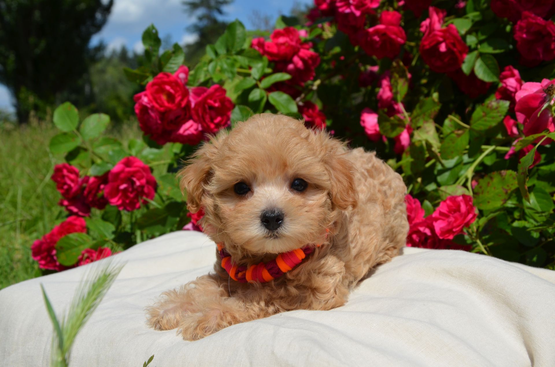 Мальтіпу F1 Maltipoo F1 цуценята 2 місяця
