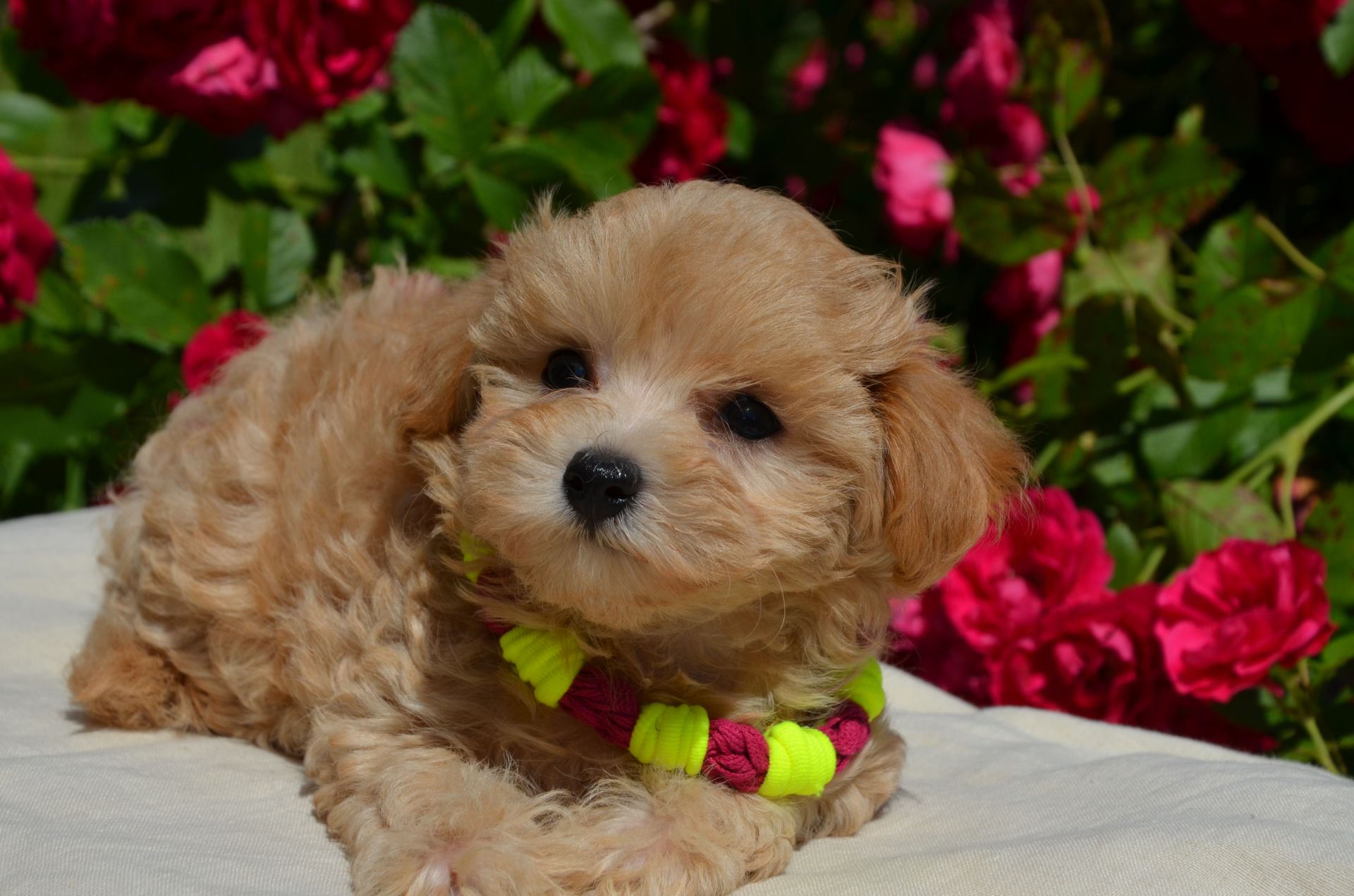 Мальтіпу F1 Maltipoo F1 цуценята 2 місяця