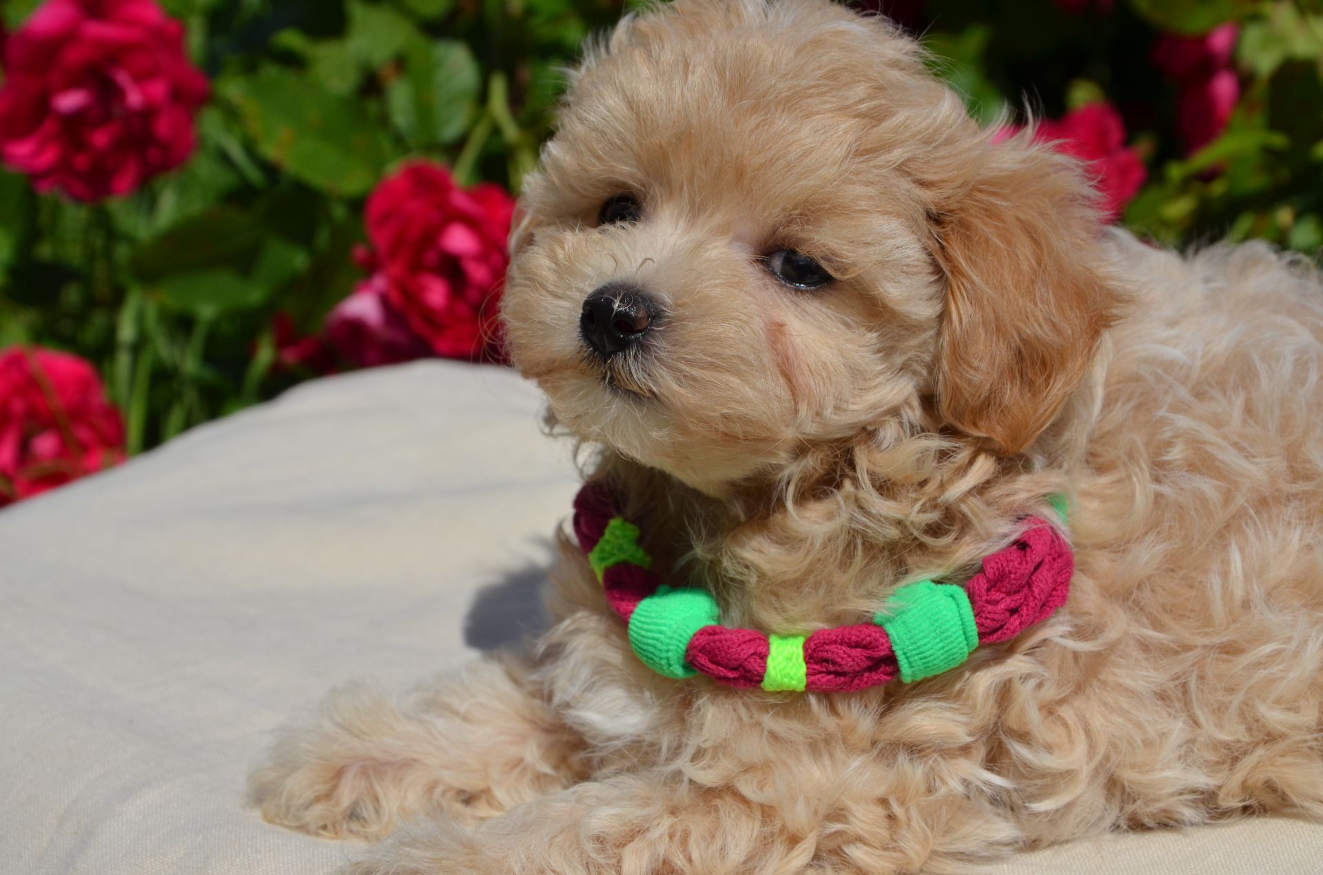 Мальтіпу F1 Maltipoo F1 цуценята 2 місяця
