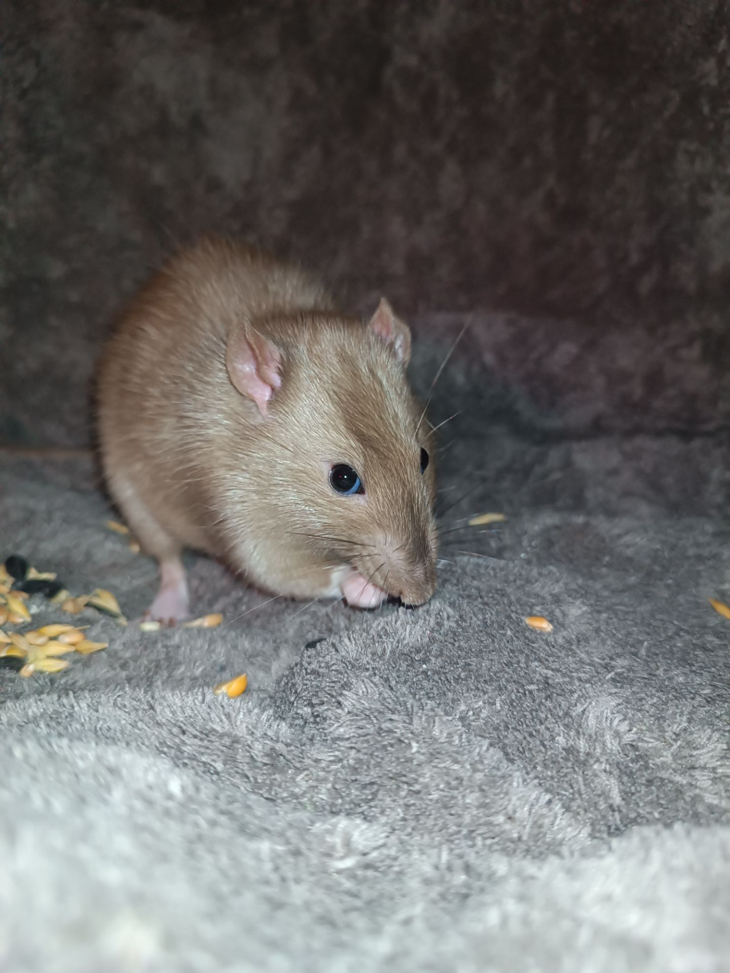 Декоративний щурик