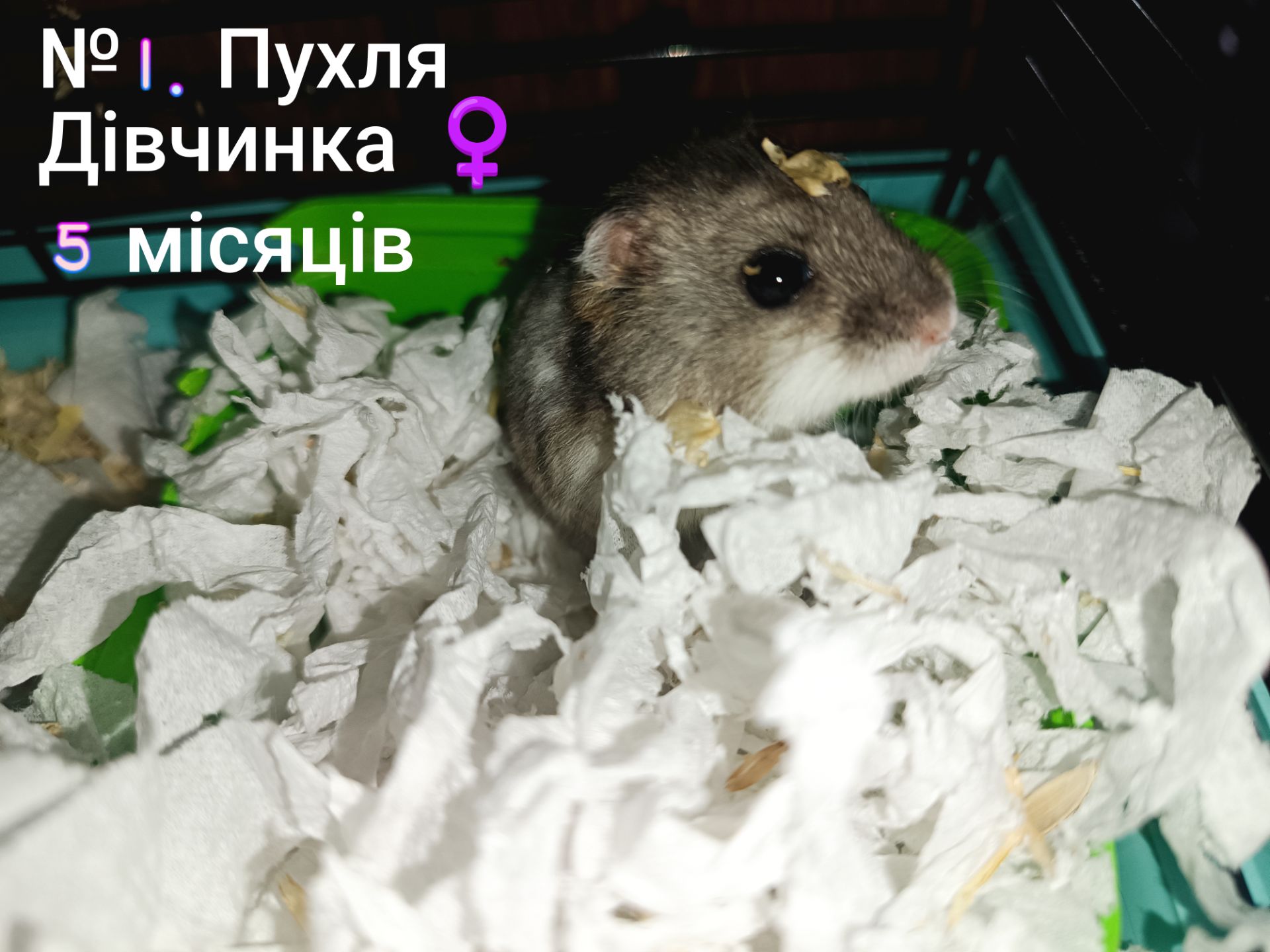 Джунгарики разом з клітками