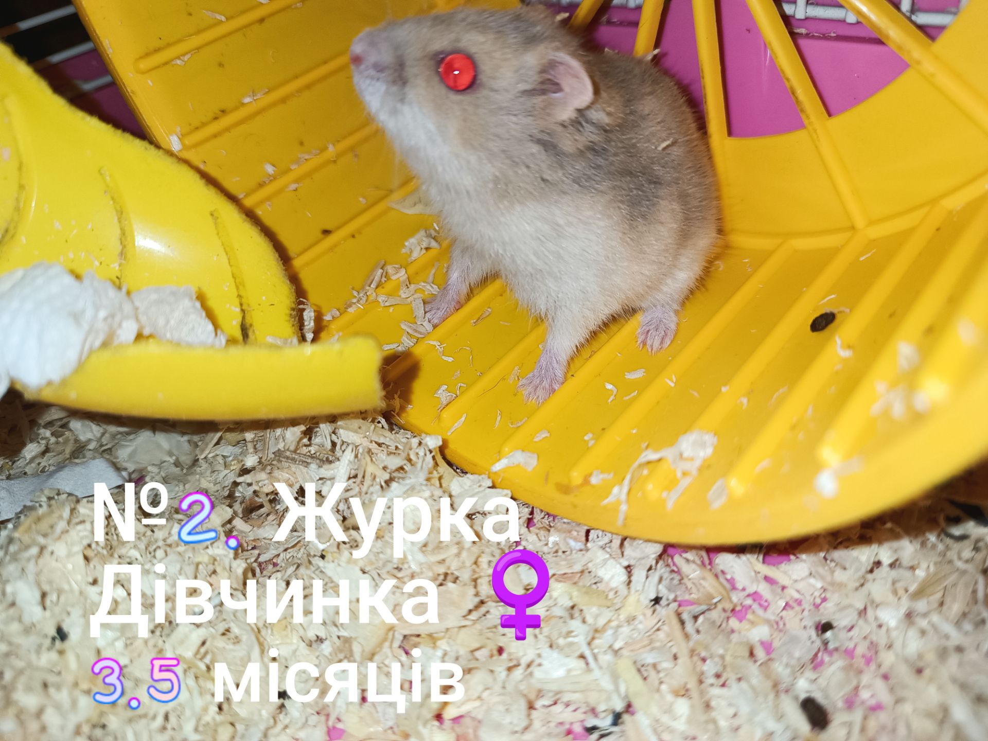 Джунгарики разом з клітками