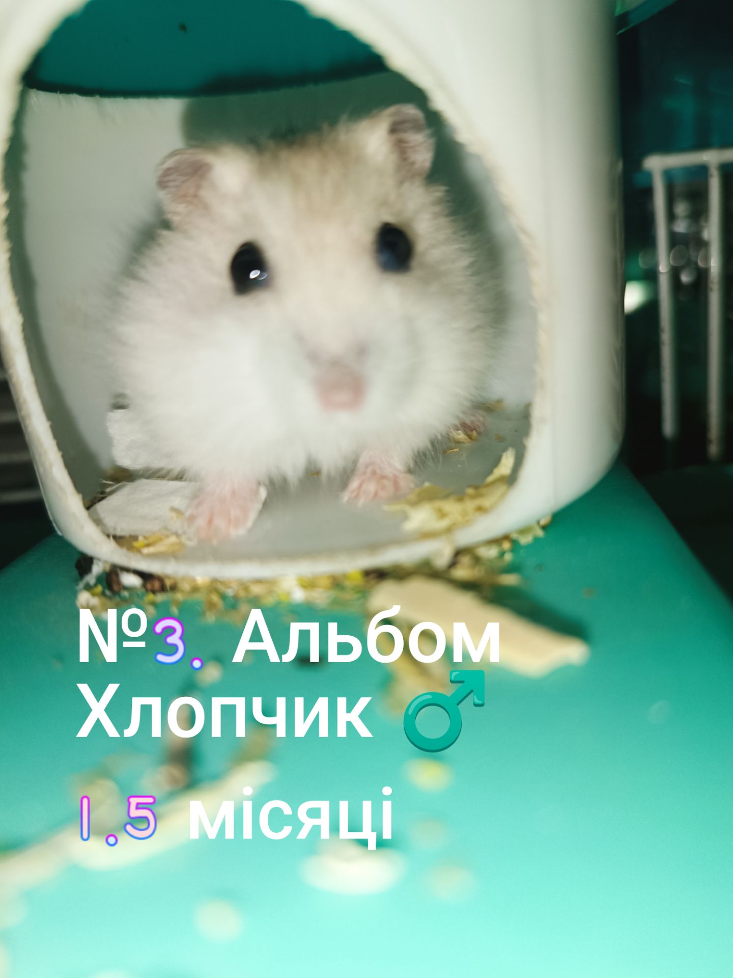 Джунгарики разом з клітками