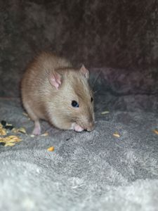 Декоративний щурик