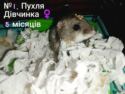 Джунгарики разом з клітками