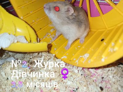 Джунгарики разом з клітками