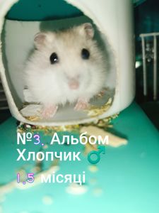 Джунгарики разом з клітками