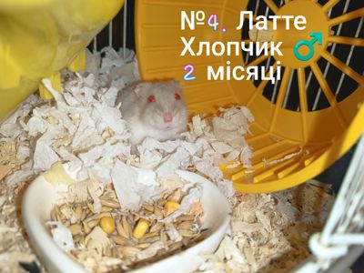 Джунгарики разом з клітками