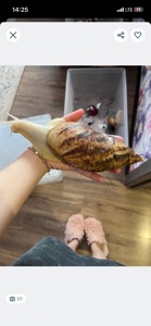Ретикулята альбіно