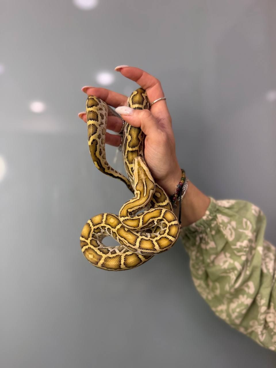 Тигровий пітон, ручний пітон альбінос