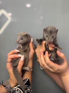 Норка, американська норка, ласка