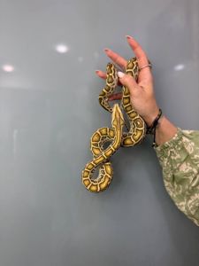 Тигровий пітон, ручний пітон альбінос