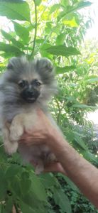 Щеночки померанчики, эксклюзивный окрас