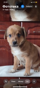 Хлопчик цуценя шукає свою родину