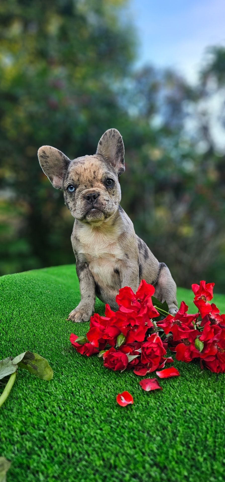 Эксклюзивная девочка французский бульдог с разными глазами