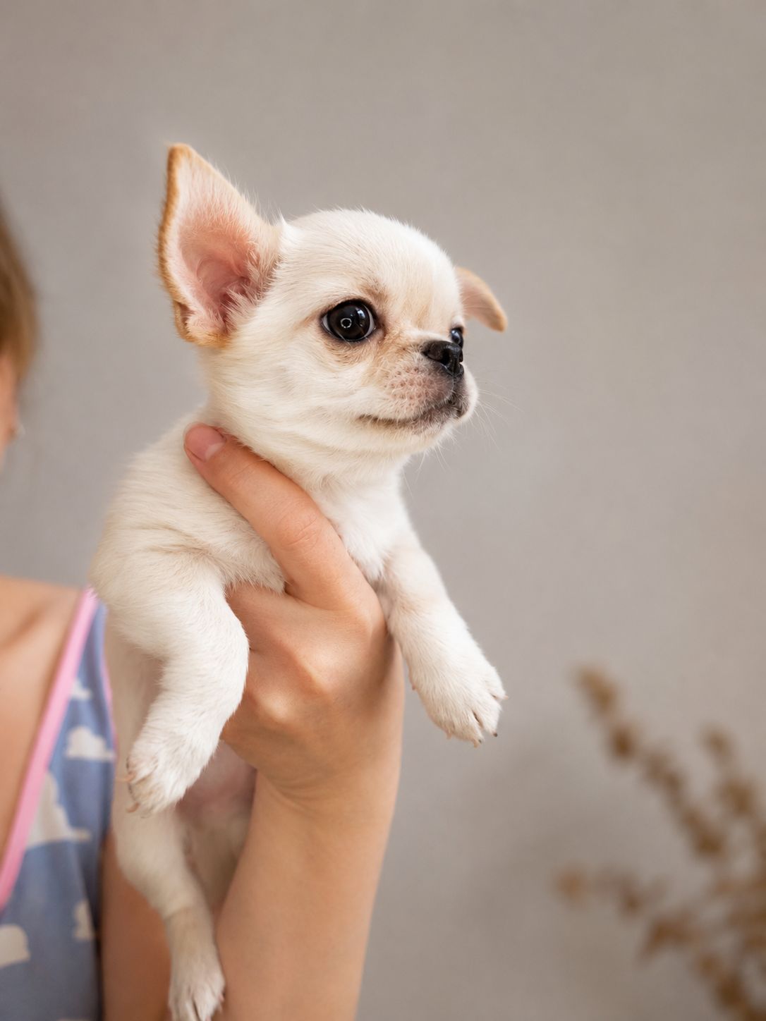 Чихуахуа чистокровна