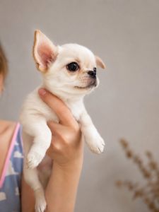 Чихуахуа чистокровна