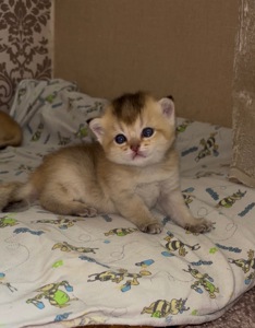 Котята золотой шиншиллы поинт