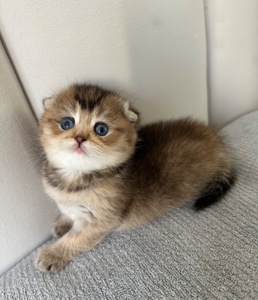 Шотландске висловухе кошеня Дівчинка Scottish Fold