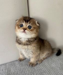 Шотландске висловухе кошеня Дівчинка Scottish Fold