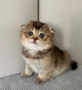 Шотландске висловухе кошеня Дівчинка Scottish Fold