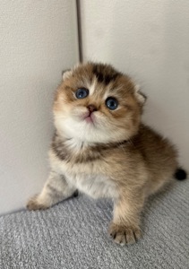 Шотландске висловухе кошеня Дівчинка Scottish Fold