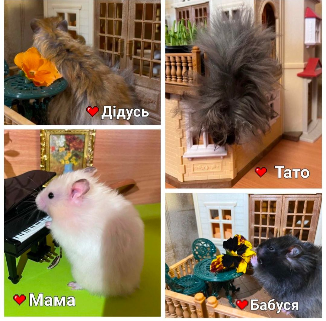 Королівський ангорський хом'як, хомяк, хомячок