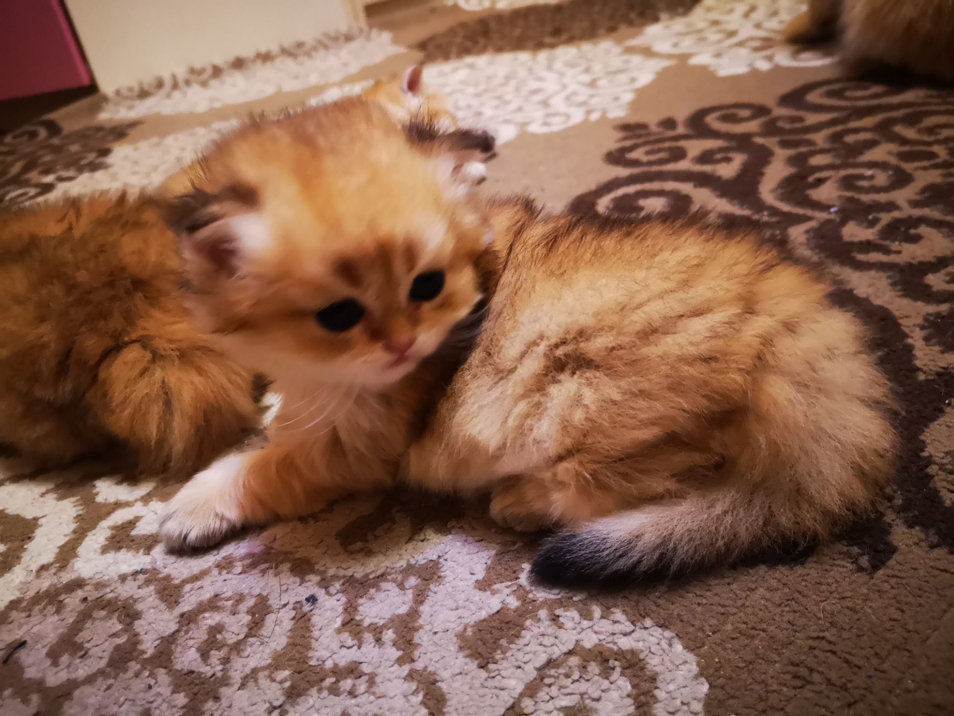 Котята британской золотой шиншиллы