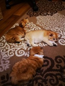 Котята британской золотой шиншиллы