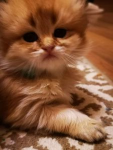 Котята британской золотой шиншиллы