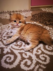 Котята британской золотой шиншиллы