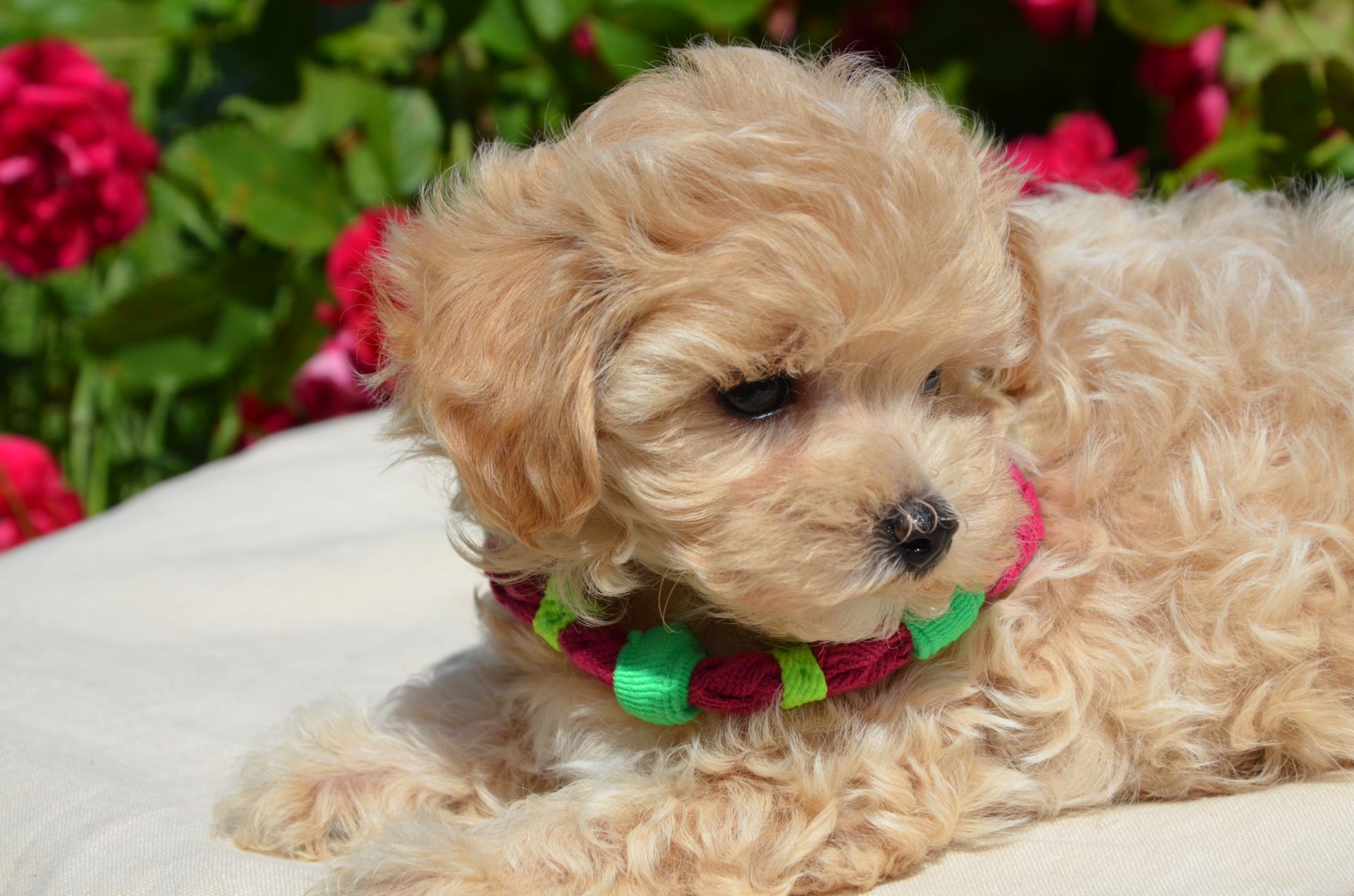 МальтіпуF1 MaltipooF1 цуценята2міс puppies 2 months Ukraine, Kyiv. Worldwide delivery
