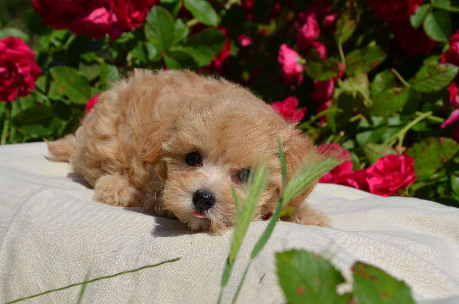 МальтіпуF1 MaltipooF1 цуценята2міс puppies 2 months Ukraine, Kyiv. Worldwide delivery