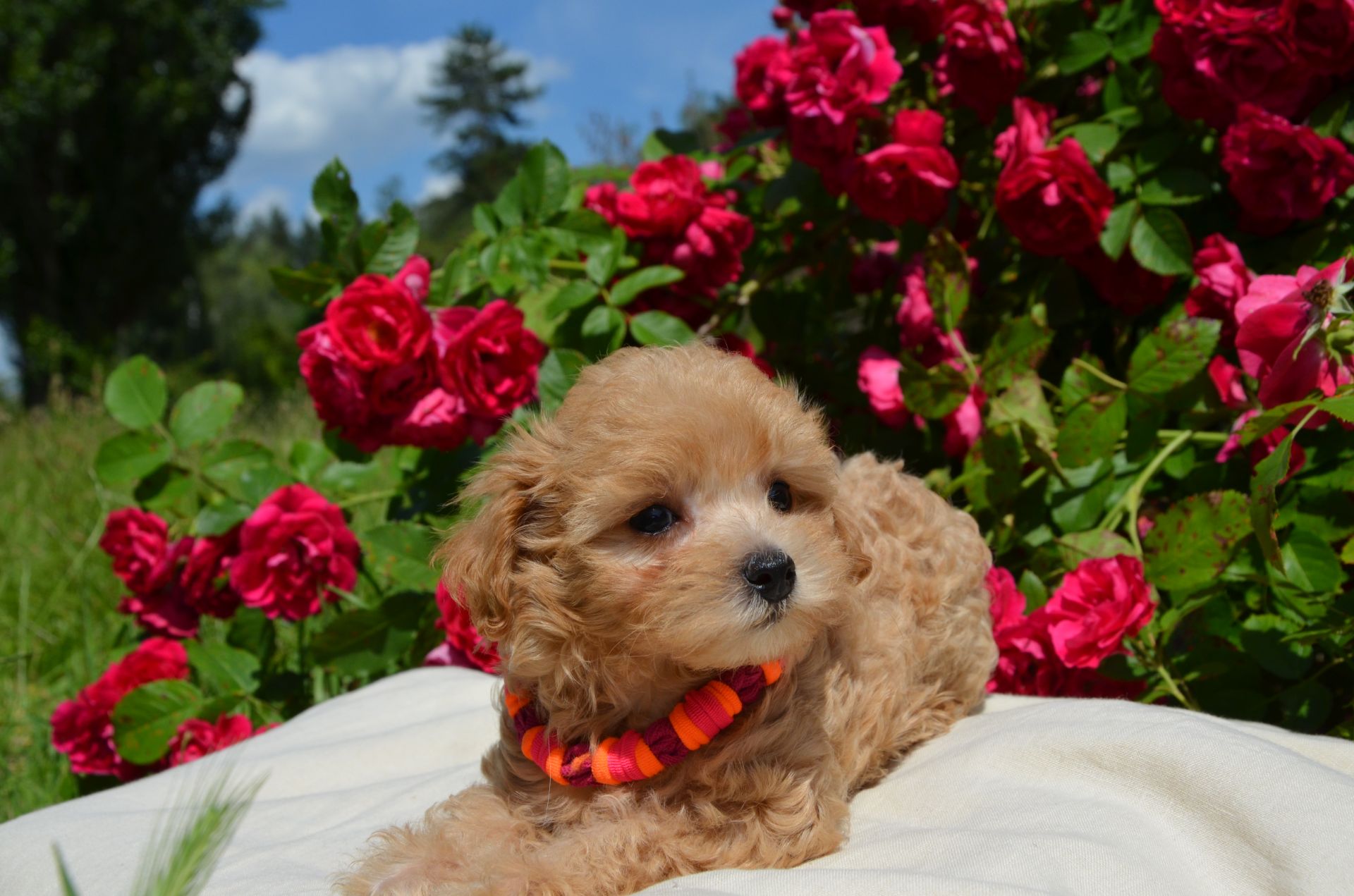 МальтіпуF1 MaltipooF1 цуценята2міс puppies 2 months Ukraine, Kyiv. Worldwide delivery
