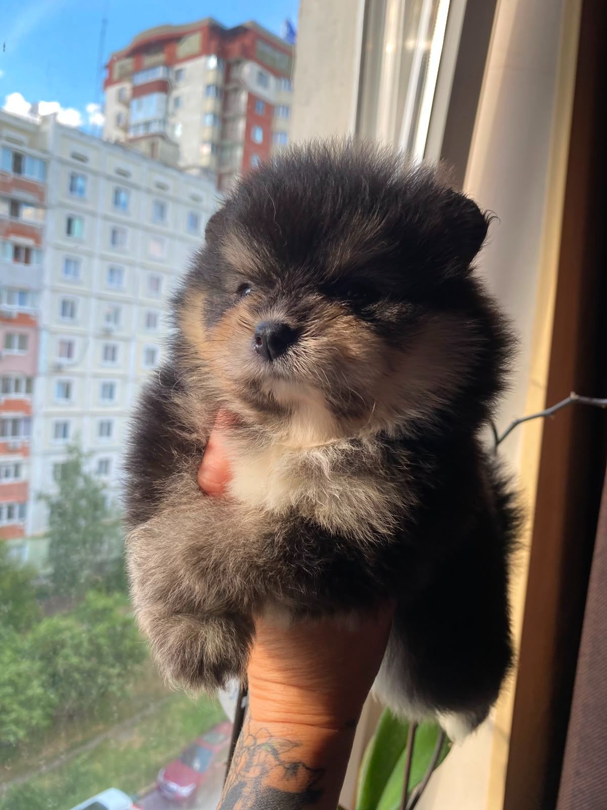 Щенки Померанского шпица мини