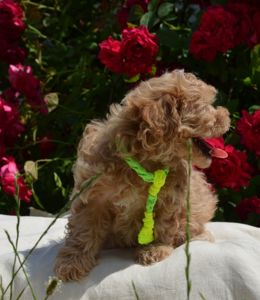 МальтіпуF1 MaltipooF1 цуценята2міс puppies 2 months Ukraine, Kyiv. Worldwide delivery