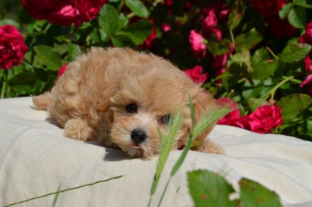 МальтіпуF1 MaltipooF1 цуценята2міс puppies 2 months Ukraine, Kyiv. Worldwide delivery