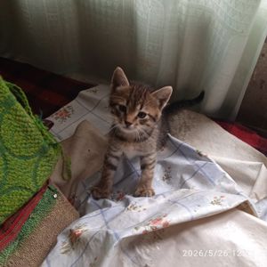 Шпротік