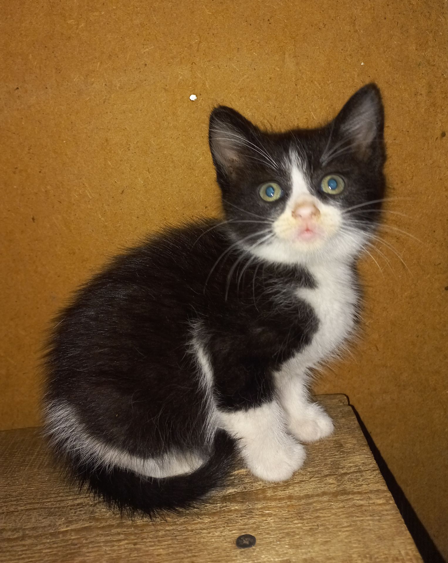 Милые котята