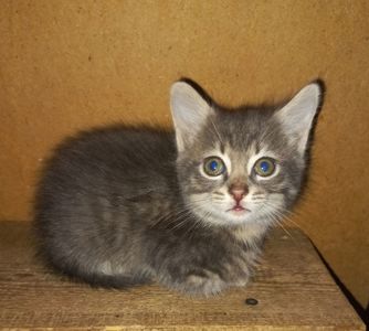 Милые котята
