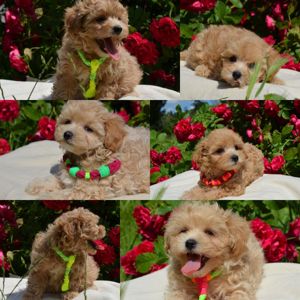 МальтіпуF1 MaltipooF1 цуценята2міс puppies 2 months Ukraine, Kyiv. Worldwide delivery