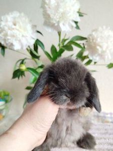 Декоративный кролик. Вислоухий баранчик. Минилоп