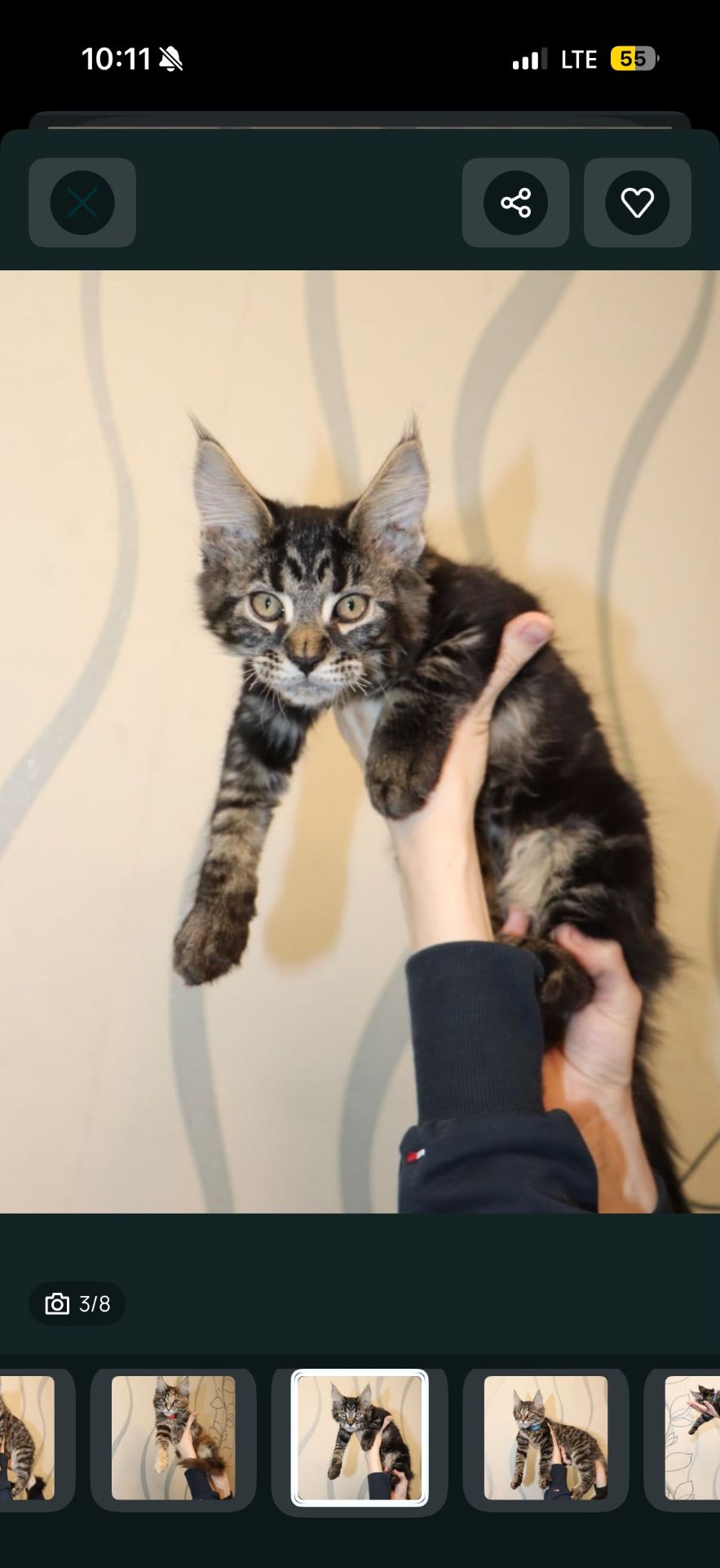 Продаются шикарные котята Мейн-Кун