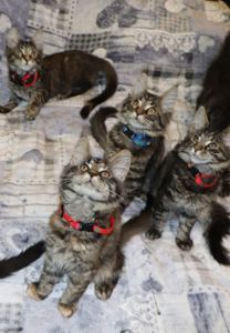 Продаются шикарные котята Мейн-Кун