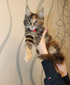 Продаются шикарные котята Мейн-Кун