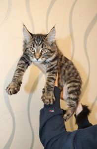 Продаются шикарные котята Мейн-Кун