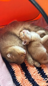 котенок скотиш фолд