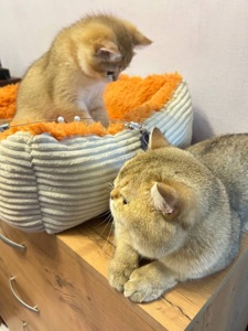 котенок скотиш фолд